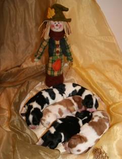 Autumn Puppies
